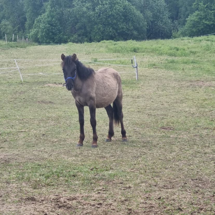 Pole namiotowe i kempingowe w Rybnej