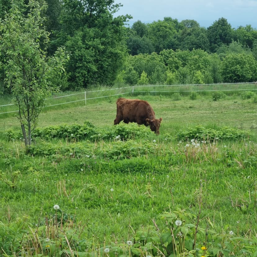 Pole namiotowe i kempingowe w Rybnej