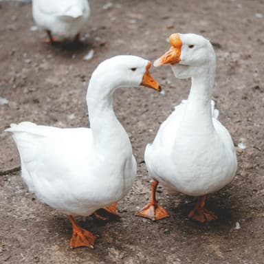 mini zoo Nowy Świat gęsi