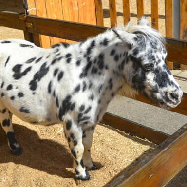 mini zoo Nowy Świat Kucyk