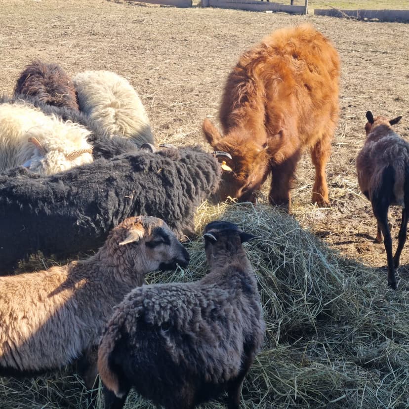 Odwiedź zwierzęta w mini zoo w Rybnej