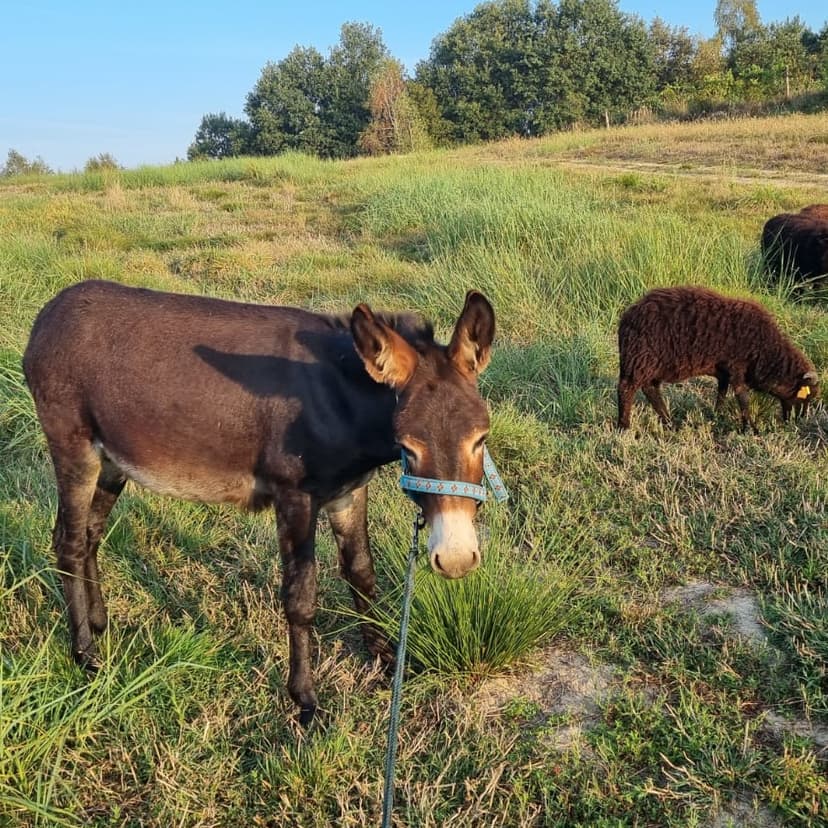 Mini Zoo pod krakowem przejażdżka na kucyku i osiołku
