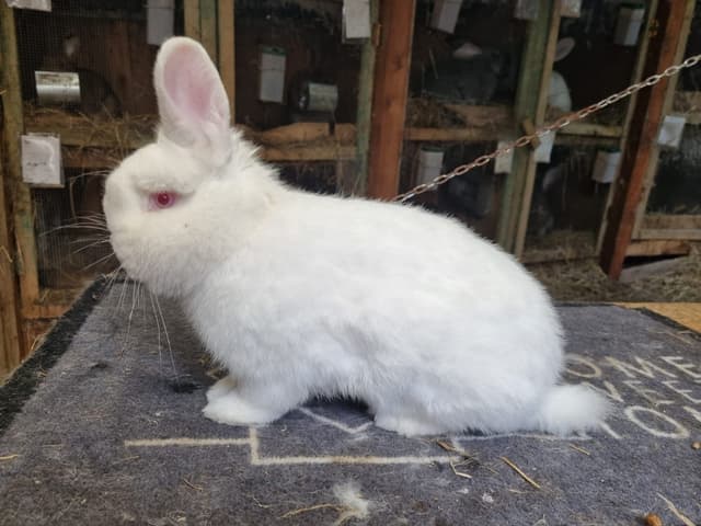 Mini zoo w Rybnej pod Krakowem Hodowla królików