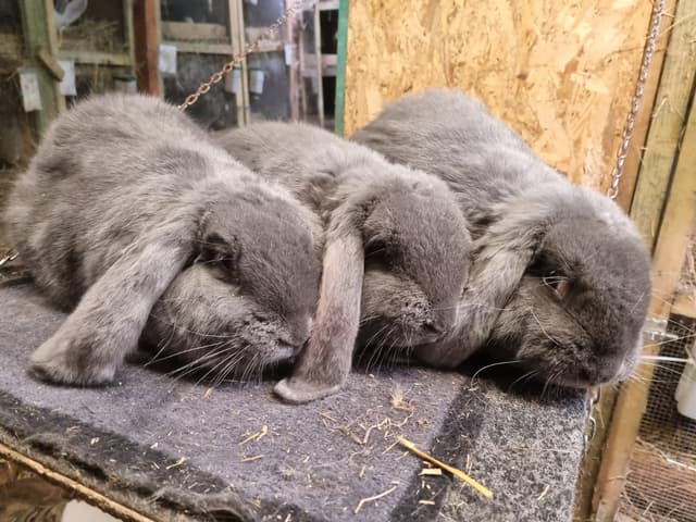 Mini zoo w Rybnej pod Krakowem Hodowla królików