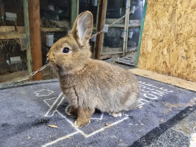 Mini zoo w Rybnej pod Krakowem Hodowla królików