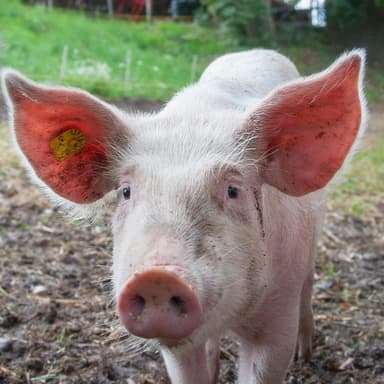 mini zoo Nowy Świat świnki gotyńskie i wietnamskie