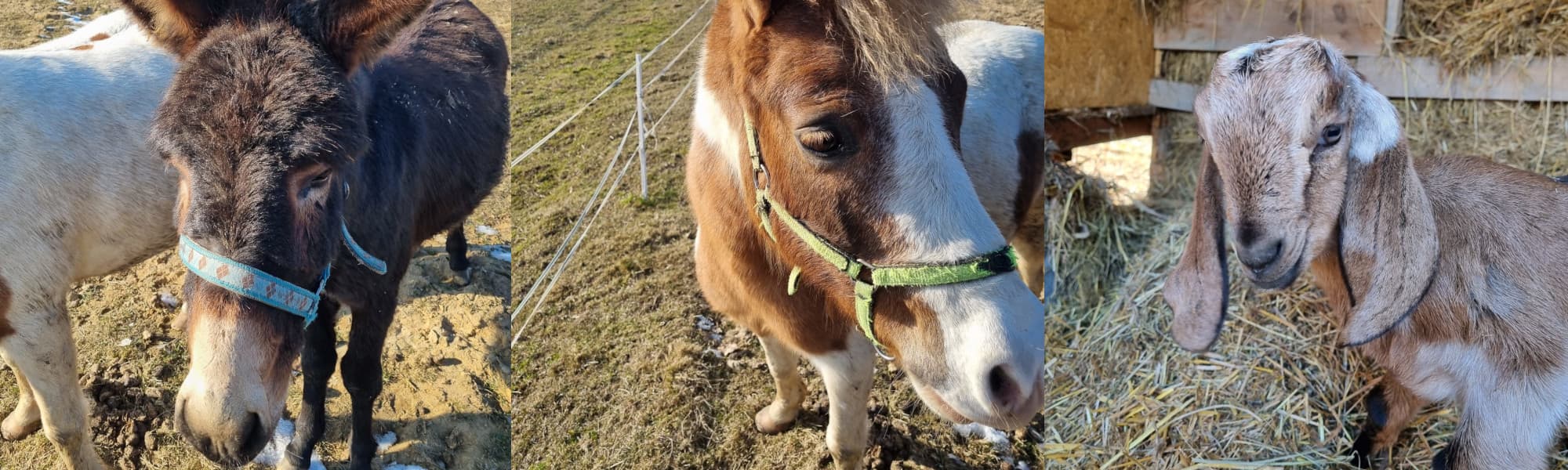 Mini Zoo Uszate Ranczo w Rybnej pod Krakowem